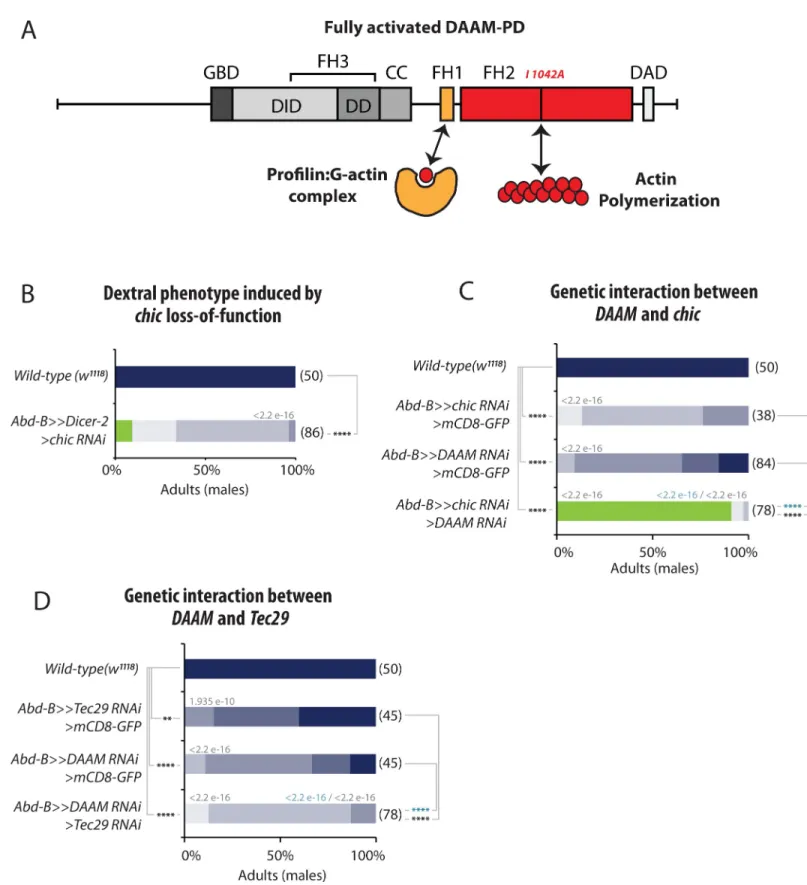 Fig 6. Profilin (Chic)and the Tec29 cooperate with DAAM for LR asymmetry. A, Schematic representation of DAAM protein domains and their role in actin dynamics