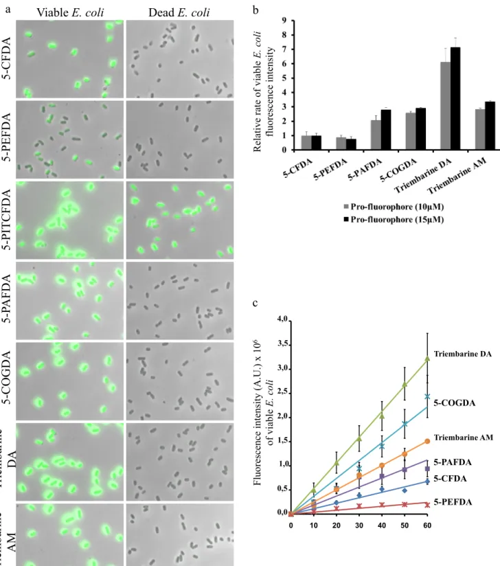 Fig. 2 Labeling of viable E. coli 