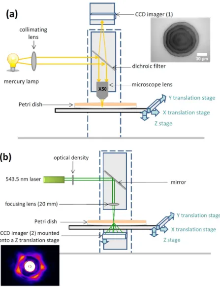Figure 1: The schematic of the optical set-up for imaging microcolonies both in (a) direct and  (b) reciprocal spaces