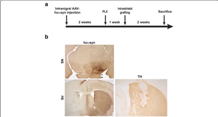 Fig. 1 Elimination of microglia using a CSF1R inhibitor in a model of α -syn cell-to-cell transfer