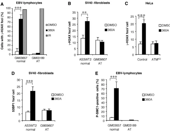 Figure 6. ATM is required for 360A-induced DNA damage signaling. (A) Percentage of cells with g-H2AX foci in normal (GM03657) and AT (GM03189) EBV-lymphocyte cell lines treated with 5 mM 360A or 0.05% DMSO for 7 days or exposed to 5-Gy IR as positive contr