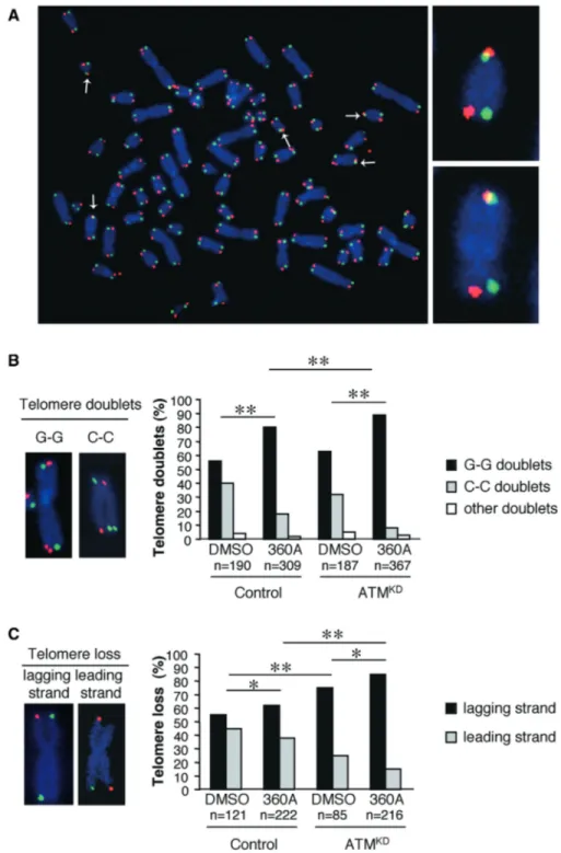 Figure 4. Respective involvement of lagging and leading telomeres in telomere aberrations induced by 360A revealed by CO-FISH in ATM KD and control HeLa cells