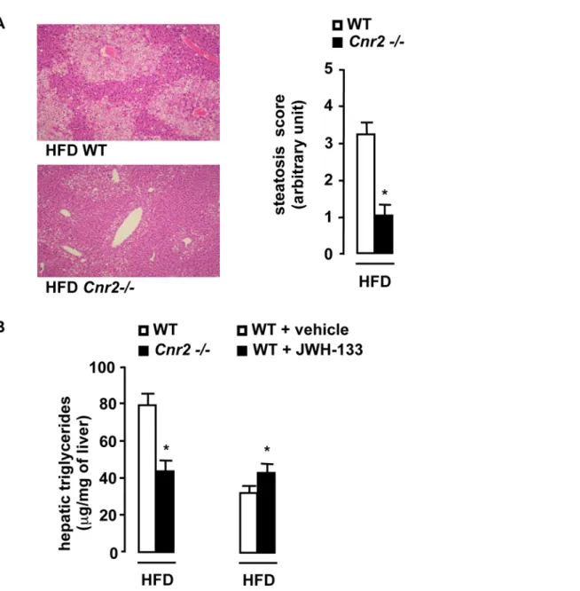 Figure 6. CB2 receptors promote the development of hepatic steatosis. A, Cnr2 knock-out blunts steatosis