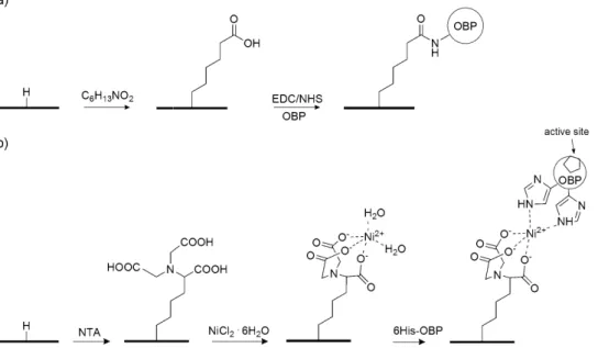Fig. 1. Summary of OBP immobilization on hydrogenated diamond surfaces using grafting method (1),  (a) and using grafting method (2), (b)