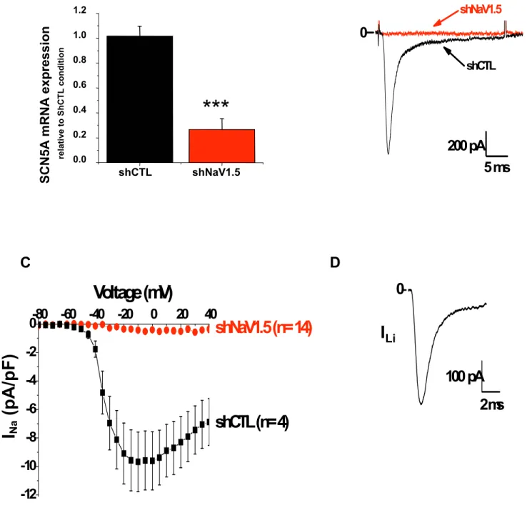 Fig. S2. Lentiviral transduction of wild-type MDA-MB-231 cells generated two stable cell lines: one expressing a shRNA targeting  the expression of the SCN5A gene transcript (shNa V 1.5), and one control cell line expressing a shRNA not targeting any known