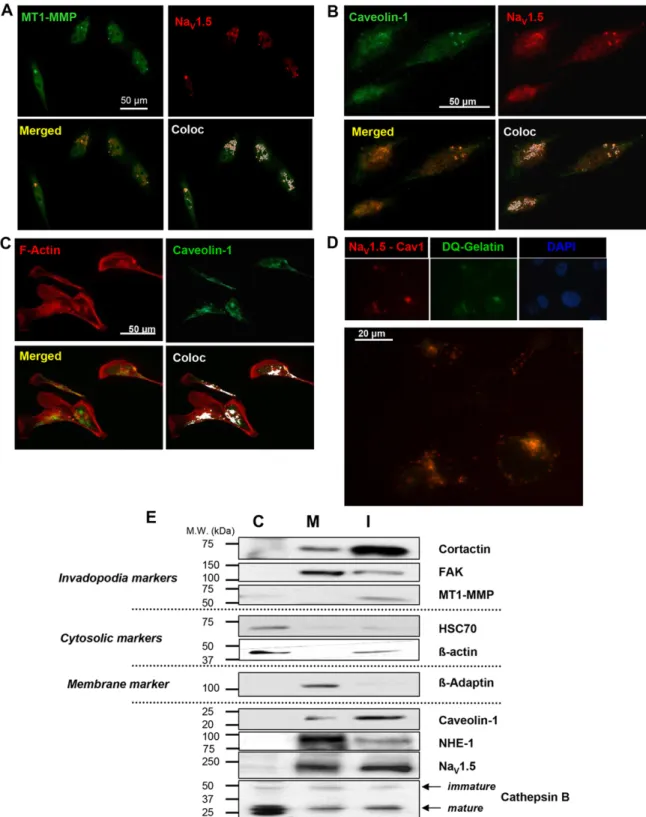 Fig. 2. Na V 1.5 colocalises with caveolin-1 in invadopodia of MDA-MB-231 breast cancer cells