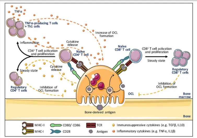 FIGURE 4 | Osteoclasts and antigen presentation. Osteoclasts (OCLs) function as antigen presenting cells (APCs)