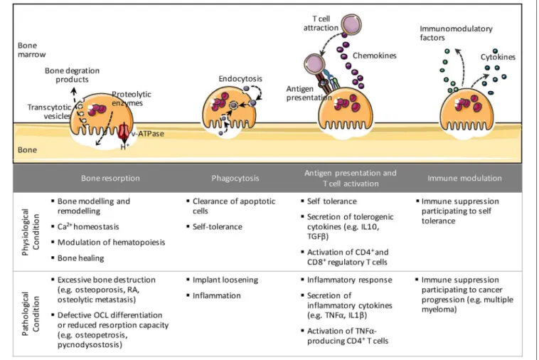 FIGURE 1 | The different immune-related roles of osteoclasts. Besides bone resorption, osteoclasts share many properties with their precursor cells such as phagocytosis, antigen presentation, and immune modulation