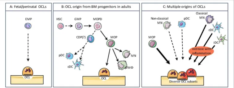 FIGURE 2 | The different origins of osteoclasts. (A) During the embryonic and postnatal period, OCLs differentiate from the embryonic erythro-myeloid progenitor (EMP) lineage