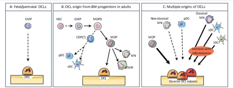 FIGURE 2 | The different origins of osteoclasts. (A) During the embryonic and postnatal period, OCLs differentiate from the embryonic erythro-myeloid progenitor (EMP) lineage