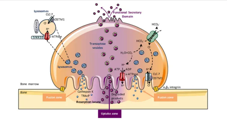 FIGURE 3 | Osteoclast-mediated bone resorption. Bone degradation requires the extracellular secretion of lysosomal enzymes, such as TRAcP (Tartrate-resistant acid phosphatase) and cathepsin K into the resorption lacuna