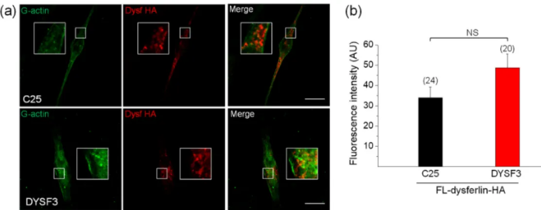 Figure 3.  Full-length dysferlin-HA restores G-actin incorporation in dysferlinopathy myoblasts
