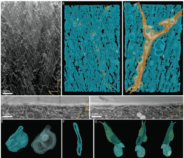 Figure 7. Scanning X-ray diﬀraction measurements of adult locust tibia cross sections 4 days after ecdysis