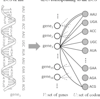 FIG. 1: DNA modeled as a bipartite network α-BiN. The set U consists of 64 codons, whereas the set V of genes is virtually infinite