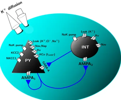 Figure 1: Diagram of the model. The model implements a pair of interconnected neurons, a pyramidal glutamatergic neuron (excitatory, E) and a GABAergic interneuron (inhibitory, I)