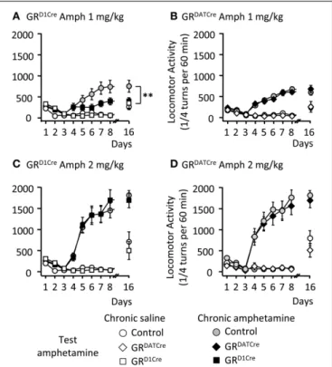 FIGURE 2 | The locomotor sensitization to low dose of amphetamine is selectively abolished in GR D1Cre mice