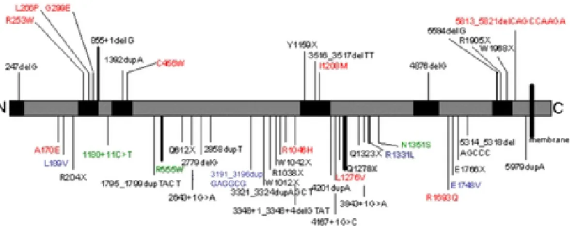 Figure 1. Schematic representation of the mutations identified in this study, along the Dysferlin protein sequence