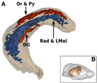 Fig. 8. (A) Clusters of signiﬁcantly lower (blue) and higher (red) levels of glucose uptake in APP/PS1 than in PS1 mice, obtained within the hippocampus, are represented as 3D surface renderings