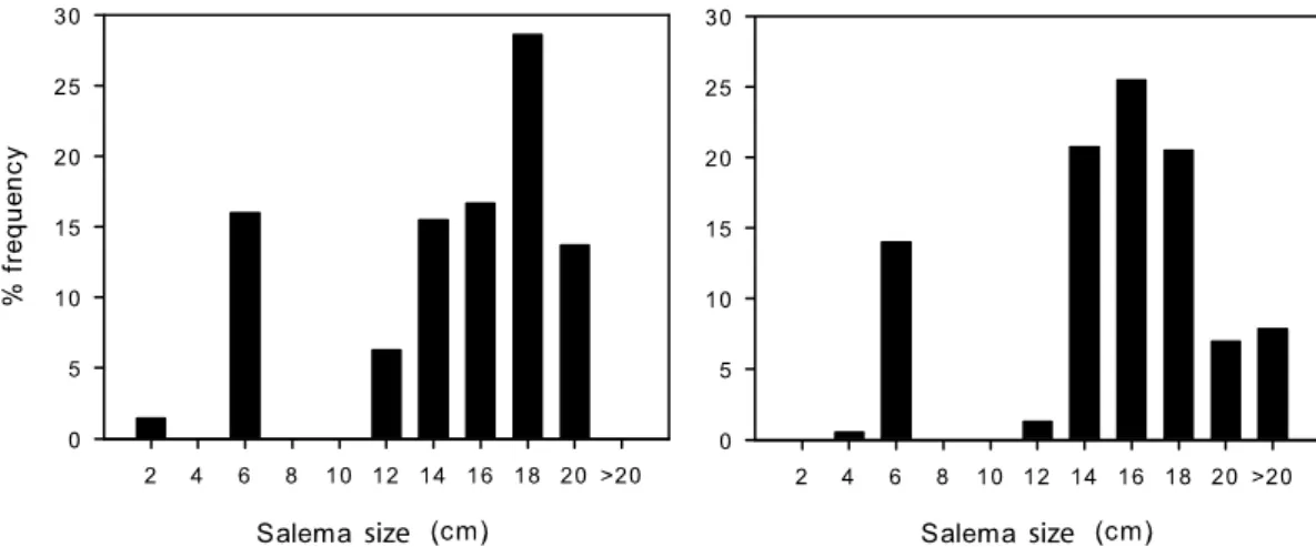 Figure 3.  Size class distributions of Sarpa salpa. Percentage frequency of salema individuals per size recorded  in the two visual census performed during the experiment.