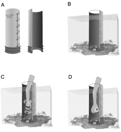 Fig. 2. Scheme of Benthic Dinoflagellates Integrator (BEDI) and its application in shallow waters (nearly 50 cm  depth);  a)  BEDI  device  (70  cm  in  height;  25  cm  diameter);  b)  installation  over  the  seabed  during  sampling  procedure; c) resus