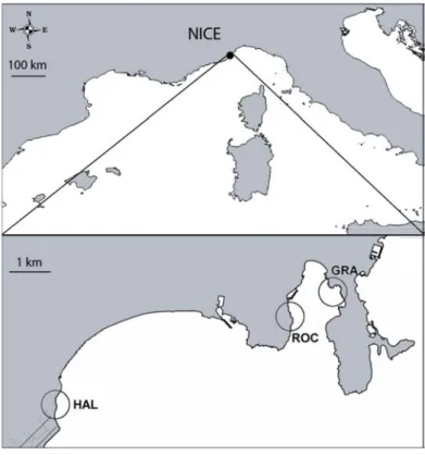Fig.  3  Maps  of  sampling  locations  near  Nice.  HAL:  Haliotis  (43°40'38&#34;N  7°13'51&#34;E),  c)  ROC:  Rochambeau  (43°41'35&#34;N 7°18'31&#34;E) and GRA: Grasseuil (43°41'59&#34;N 7°19'20&#34;E)
