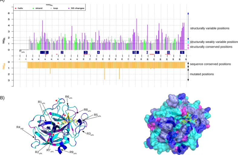 Fig 3. Identification and localization of uPA variable regions. (A) neq AA (bottom graph) and neq SL (top graph) values for the 261 positions of the MSA computed using the uPA set (SA-conf step 4 output named Neq_graph.pdf)