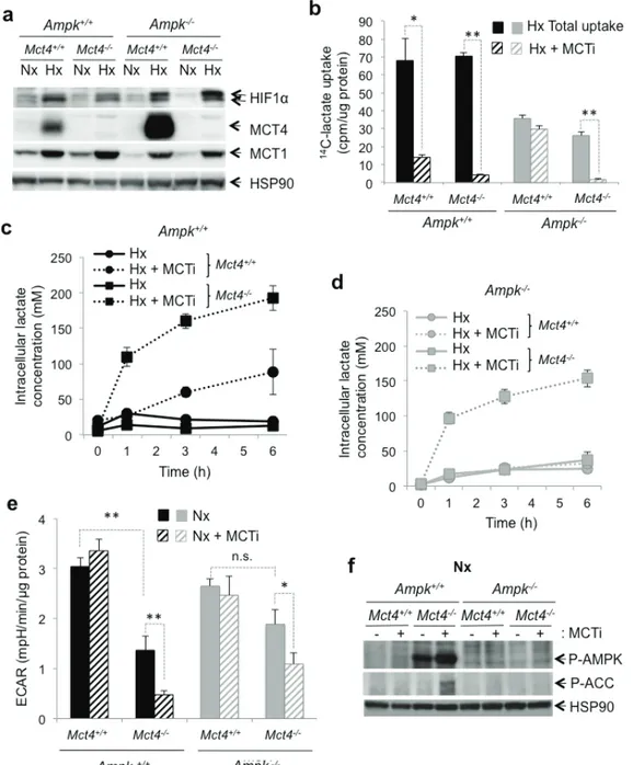 Figure 2: The MCT1 pharmacological inhibitor (MCTi) reduced lactate transport and the glycolytic rate in Ampk +/+