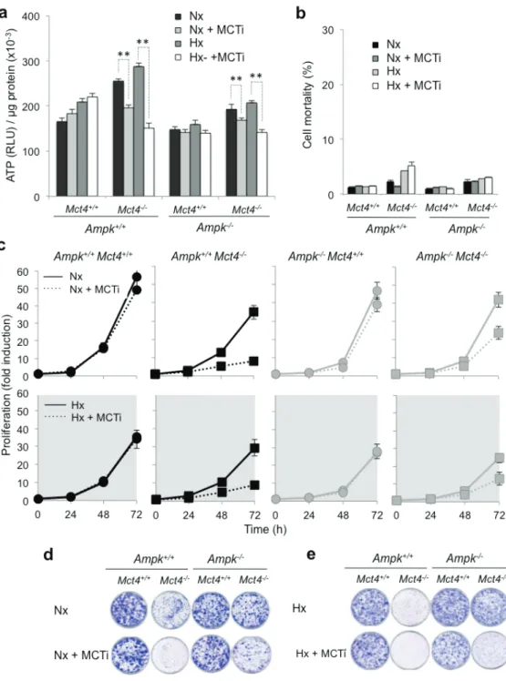 Figure 3: Pharmacological inhibition of MCT1 (MCTi) in combination with knockout of  Mct4 (Ampk +/+ Mct4 -/-  and  Ampk -/- Mct4 -/-  MEFs) decreased the AtP level and the proliferation independently of the presence or absence of AMPK  but did not alter ce