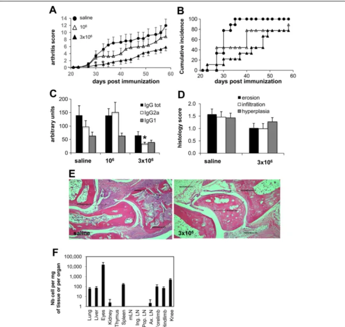 Figure 3 Decrease of inflammation, bone erosion and B-cell response following injection of collagen type II – specific type 1 regulatory T cells at day 20 in murine collagen-induced arthritis