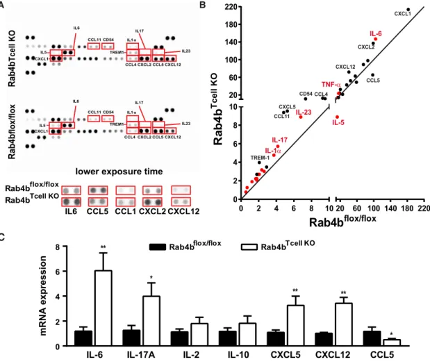 Figure 6. T Cell-Specific Invalidation of Rab4b in T Cells Promotes WAT Inflammation in Chow-Fed Mice