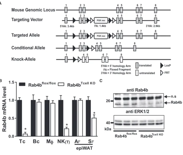Figure 2. T Cell-Specific Invalidation of the Rab4b Gene in Mice (A) Schematic representation of the strategy.