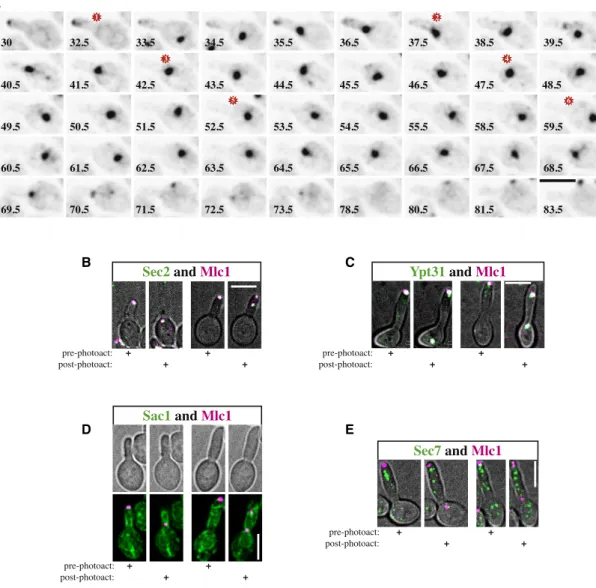 Figure 4. Recruitment of Cdc42 , GTP Induces De Novo Secretory Vesicle Clustering