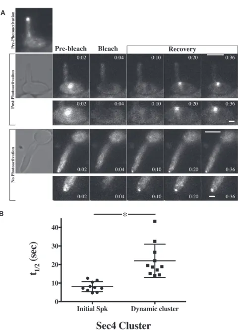 Figure 6. Sec4 Exchanges More Slowly in the New Secretory Vesicle Cluster Than in the Initial Spitzenko¨rper