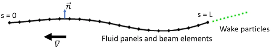 Figure 1: The swimmer is modeled by an Euler-Bernoulli beam which is discretized into beam elements and fluid panels while its wake is represented with point vortices.