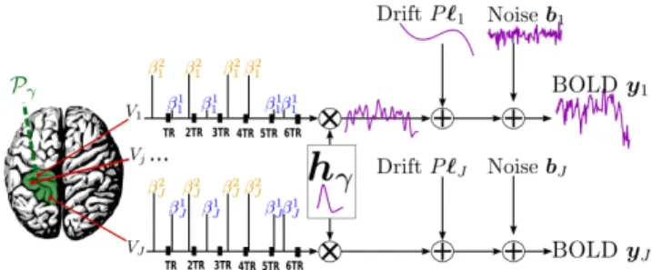 Fig. 2 . Regional model of the BOLD signal in the JDE frame- frame-work. The neural response levels a m j match with the BOLD effects β j m .