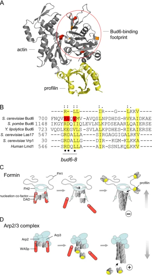 FIGuRE 8:  Model for Bud6 function as an NPF. (A) Cocrystal structure of profilin (yellow) bound  to G-actin (gray) with the Bud6 binding footprint highlighted (red circle)