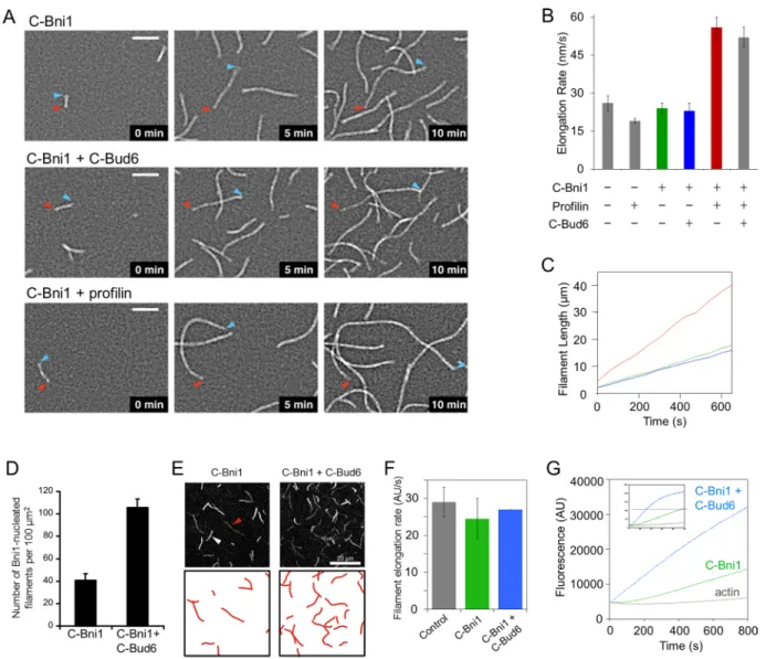 FIGuRE 2:  C-Bud6 stimulates actin nucleation but not elongation. (A) Time-lapse TIRF microscopy comparing barbed- barbed-end elongation rates