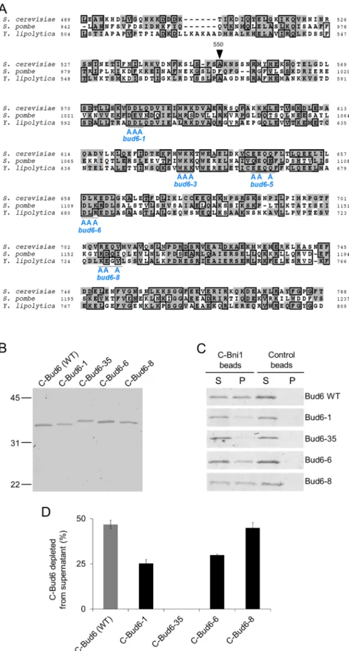 FIGuRE 3:  Wild-type and mutant C-Bud6 interactions with Bni1. (A) Alignment of amino acid  sequences in the C-terminal halves of fungal homologues of Bud6