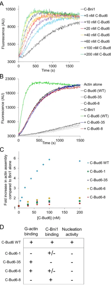 FIGuRE 5:  Wild-type and mutant C-Bud6 effects on Bni1-mediated  actin assembly. (A) Concentration-dependent effects of wild-type  C-Bud6 on the assembly of 2 μM monomeric actin (5% pyrene  labeled) by 10 nM C-Bni1