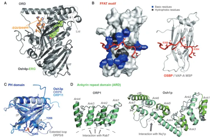 Figure 3. Structural Insights Into the Different Functional Domains of ORP/Osh Proteins