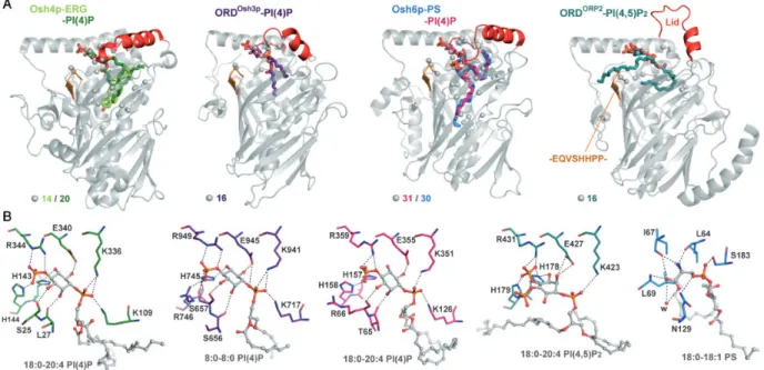 Figure 5. The Conserved Binding Mode of PIPs to ORDs. A: Structures of ORD-PIP complex representatives of various ORP/Osh sub- sub-families