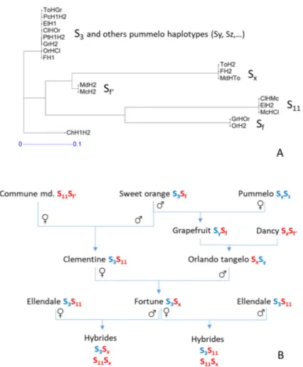 Figure 7. Analysis of potential SI haplotypes according to the flanking sequences of the SI locus  and published SI alleles from cross compatibility analysis (Kim et al., 2020) [38]