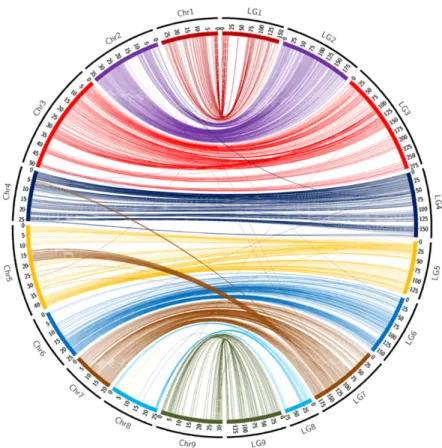 Figure 1. Links between the position of markers on the ‘Fortune’ genetic map and on the chromo- chromo-some assembly of clementine genome [65]