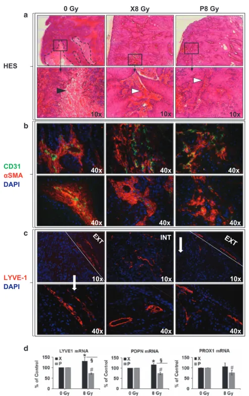 Figure 4. Histology, immuno ﬂ uorescence and quantitative gene expression of vascular and lymphatic markers in murine xenografts