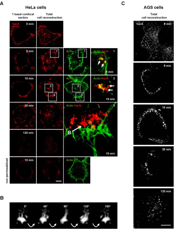 Figure 2. Time course of VacA endocytosis in HeLa cells. (A) HeLa cells were incubated with VacA at 4°C for 1 h, washed, and incubated for various periods of time at 37°C