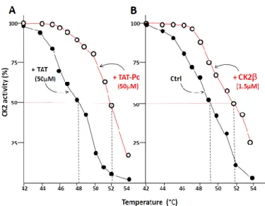 Figure 5. Thermal shift assay in cell lysates. CK2β-depleted MCF-10A cell lysates were treated with  50  µ M  TAT  or  TAT-Pc  13  (A),  or  with  PBS  (Phosphate-buffered  saline)  or  CK2β  (B)  for  30  min  at  room temperature