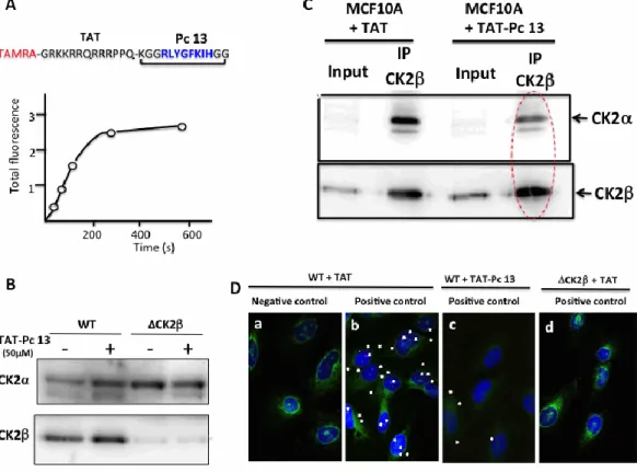 Figure  7.  Uptake  and  cellular  effects  of  TAT-Pc  13.  (A)  kinetic  of  TAMRA-TAT-Pc  13  uptake  in  MCF-10A cells; (B) WT or CK2β-depleted MCF-10A cells were incubated with 50 µ M TAT or TAT-Pc  13  for  8  h  and  the  expression  of  CK2  subuni