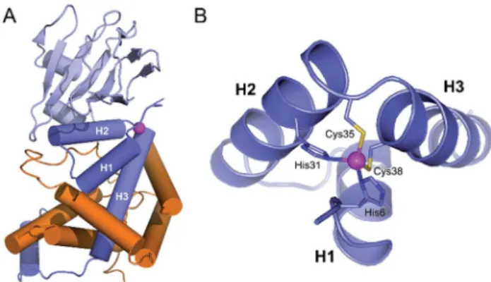 Fig. 2 Sequence alignment of the N-terminal domain of ChrR (top) and the model peptides presented in this article, Zn 2+ -binding amino acids underlined.