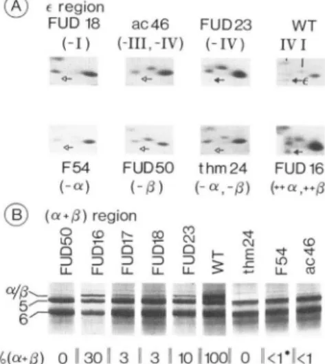 FIG.  3.  Autoradiograms  of  chloroplast  translates  in  cells  pulse-labeled with [14C]acetate  f o r   either  5  ( A )   or 45  min  ( B ) ,   in  the  presence  of  cycloheximide,  viewed  after  urea/SDS-  polyacrylamide  gel electrophoresis