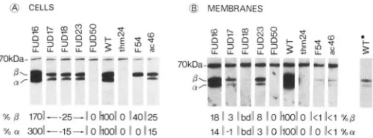 FIG. 5.  Immunoblots  using  cells  ( A )   and  thylakoid  mem-  branes  ( B )   from  WT  and  mutants  of  photophosphorylation  after  urea/SDS-polyacrylamide  gel  electrophoresis,  probed  with anti-cy@ antibodies coupled to  radioiodinated  protein 